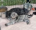 Crystal - Female ShihPoo Puppy for Sale - Photo #5