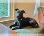 Small #2 Labrador Retriever Mix