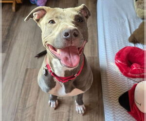 American Pit Bull Terrier-Labrador Retriever Mix Dogs for adoption in Princeton, MN, USA