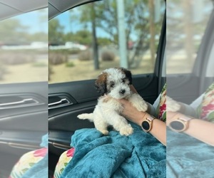 Goldendoodle-Jack Russell Terrier Mix Puppy for sale in ATWATER, CA, USA