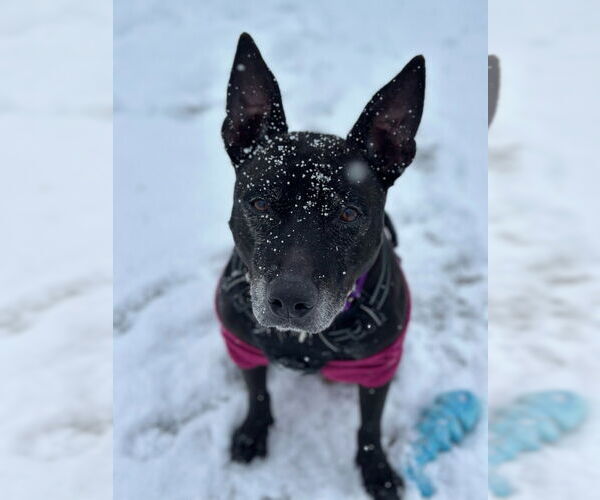 Medium Photo #4 Mutt Puppy For Sale in South Bend, IN, USA