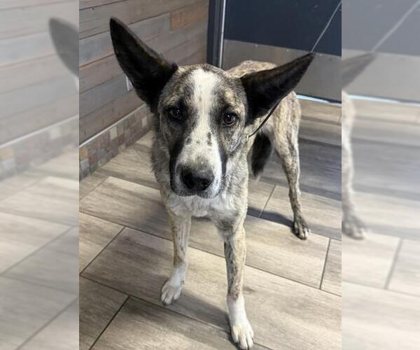 Medium Photo #1 Holland Shepherd-Unknown Mix Puppy For Sale in Redlands, CA, USA