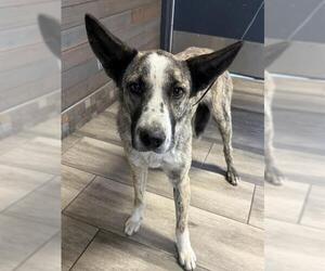 Holland Shepherd-Unknown Mix Dogs for adoption in Redlands, CA, USA