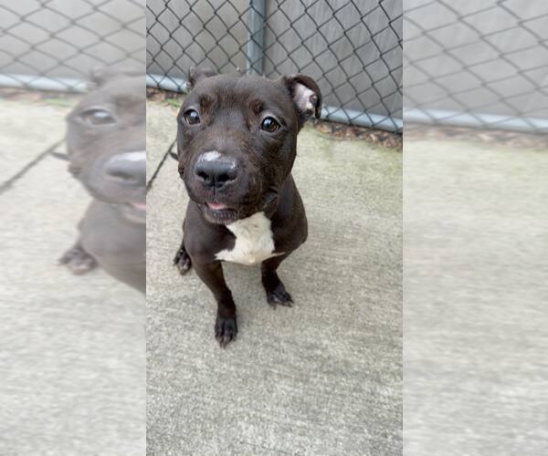 Medium Photo #2 American Pit Bull Terrier-Unknown Mix Puppy For Sale in Crete, IL, USA