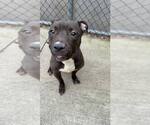 Small #1 American Pit Bull Terrier Mix