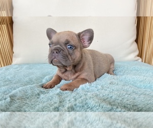 French Bulldog Puppy for sale in MORENO VALLEY, CA, USA