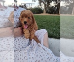 Puppy Puppy 5 Blue Goldendoodle (Miniature)