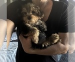 Image preview for Ad Listing. Nickname: Taco