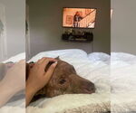 Small #2 American Pit Bull Terrier Mix