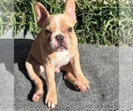 Small Photo #1 French Bulldog Puppy For Sale in FLOWER MOUND, TX, USA