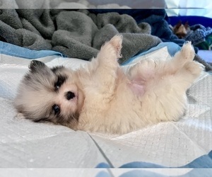 Pomeranian Puppy for Sale in HAYWARD, California USA