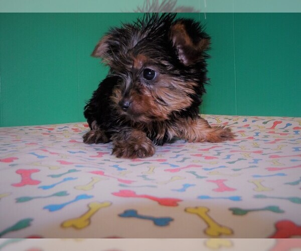 Medium Photo #2 Yorkshire Terrier Puppy For Sale in PATERSON, NJ, USA