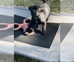 Small Photo #4 Boxador Puppy For Sale in TEMPLE TERRACE, FL, USA
