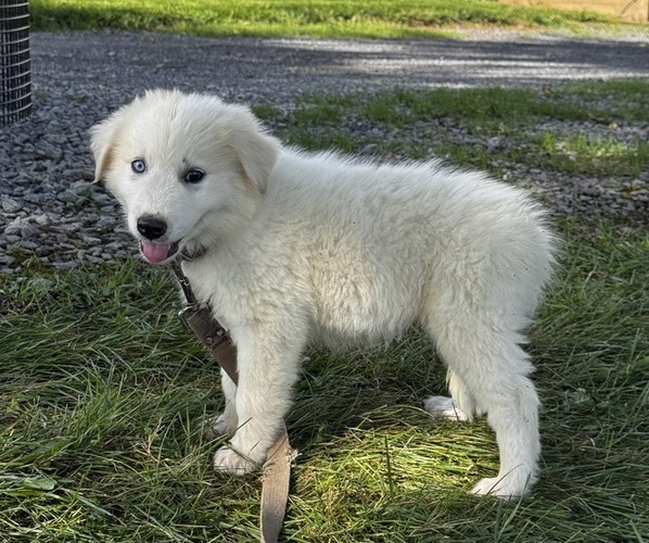 Medium Photo #4 Great Pyrenees Puppy For Sale in CANOGA, NY, USA