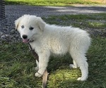 Small #3 Great Pyrenees
