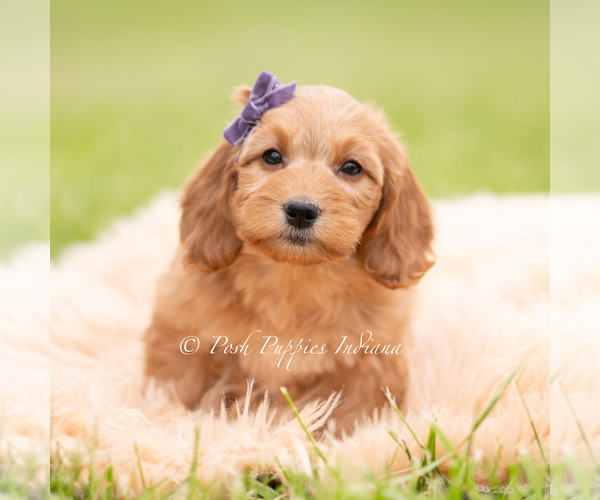 Medium Photo #3 Goldendoodle (Miniature) Puppy For Sale in WARSAW, IN, USA