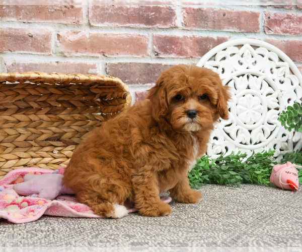 Medium Photo #4 Cavapoo (Miniature) Puppy For Sale in SYRACUSE, IN, USA