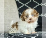 Small #2 Pembroke Welsh Corgi