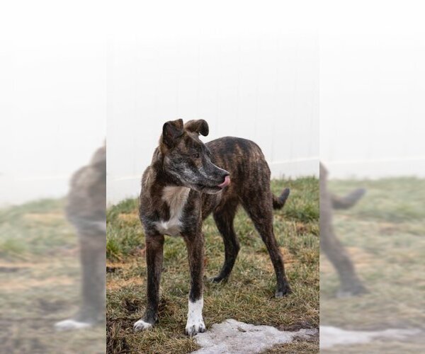 Medium Photo #10 Labrador Retriever-Unknown Mix Puppy For Sale in Sandy, UT, USA
