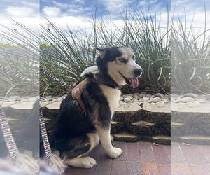 Odin - Male Alaskan Malamute-Unknown Mix Dog for Adoption - Photo #5