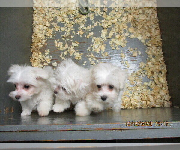 Medium Photo #16 Maltese Puppy For Sale in CARROLLTON, GA, USA