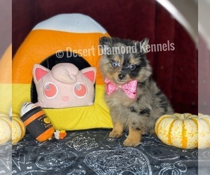 Pomeranian Puppy for sale in HI VISTA, CA, USA