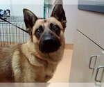 Small German Shepherd Dog Mix