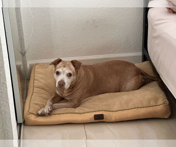 Medium Photo #1 Mutt Puppy For Sale in Miami, FL, USA