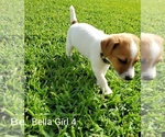 Small Photo #8 Jack Russell Terrier Puppy For Sale in PIONEER, LA, USA