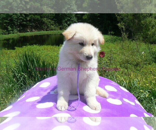 Medium Photo #7 German Shepherd Dog Puppy For Sale in PIEDMONT, MO, USA