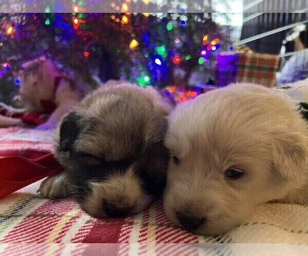 Medium Photo #6 Anatolian Pyrenees Puppy For Sale in CULDESAC, ID, USA
