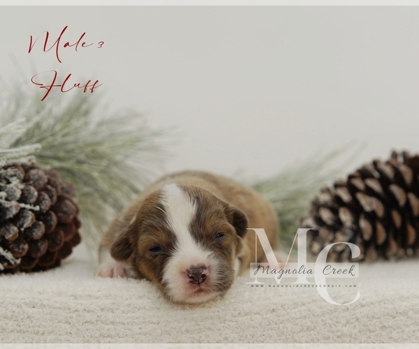Medium Photo #19 Pembroke Welsh Corgi Puppy For Sale in FLORALA, AL, USA