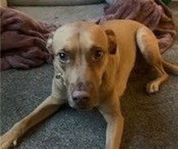 Medium Photo #1 Labany Puppy For Sale in Pottstown, PA, USA