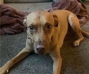 Labany Dogs for adoption in Pottstown, PA, USA