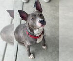 Small #3 Mutt