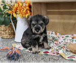 Small #1 Schnauzer (Miniature)