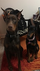Father of the Doberman Pinscher puppies born on 09/06/2018