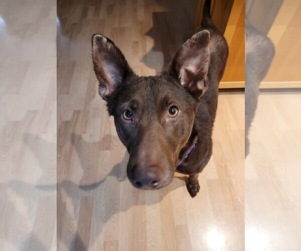 Medium Photo #5 Shepradors Puppy For Sale in Sequim, WA, USA