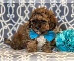Small Photo #4 Havashu-Poodle (Miniature) Mix Puppy For Sale in LAKELAND, FL, USA