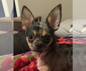 Chihuahua Puppy for sale in BECKLEY, WV, USA