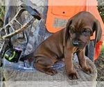 Small #2 Redbone Coonhound