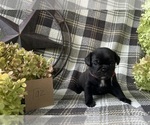 Puppy Taz Puggle