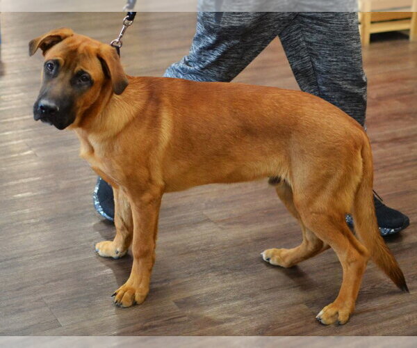 Medium Photo #3 Labrador Retriever-Unknown Mix Puppy For Sale in Germanton, TN, USA