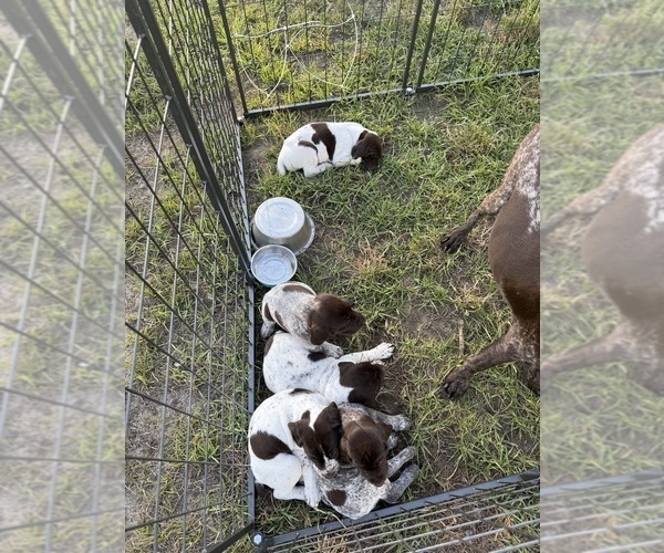 Medium Photo #18 German Shorthaired Pointer Puppy For Sale in CAMDEN, SC, USA