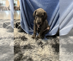 Great Dane Puppy for Sale in AMARILLO, Texas USA