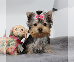 Small Yorkshire Terrier
