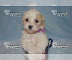 Small Photo #2 Poochon Puppy For Sale in SANGER, TX, USA