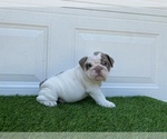 Small Photo #4 Bulldog Puppy For Sale in ATLANTA, GA, USA