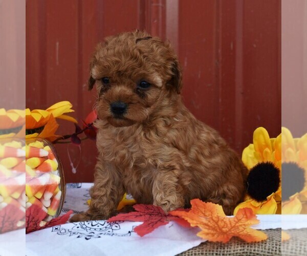 Medium Photo #4 Poodle (Miniature) Puppy For Sale in WOODWARD, PA, USA
