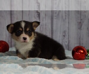 Pembroke Welsh Corgi Puppy for sale in FREDERICKSBG, OH, USA